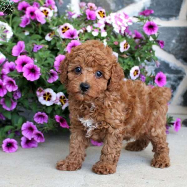 Austin, Miniature Poodle Puppy