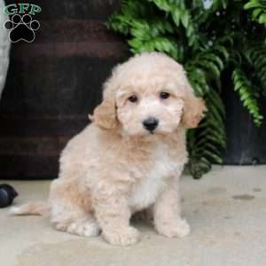 Austin, Bich-Poo Puppy