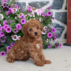 Austin, Miniature Poodle Puppy
