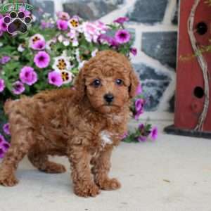 Austin, Miniature Poodle Puppy