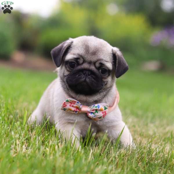Ava, Pug Puppy