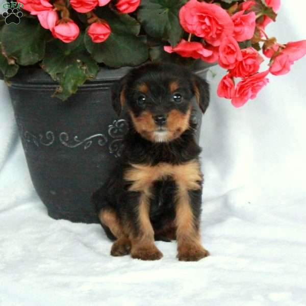 Ava, Yorkie Poo Puppy