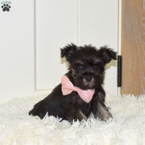 Ava, Miniature Schnauzer Puppy
