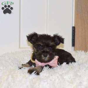 Ava, Miniature Schnauzer Puppy