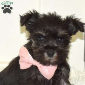 Ava, Miniature Schnauzer Puppy