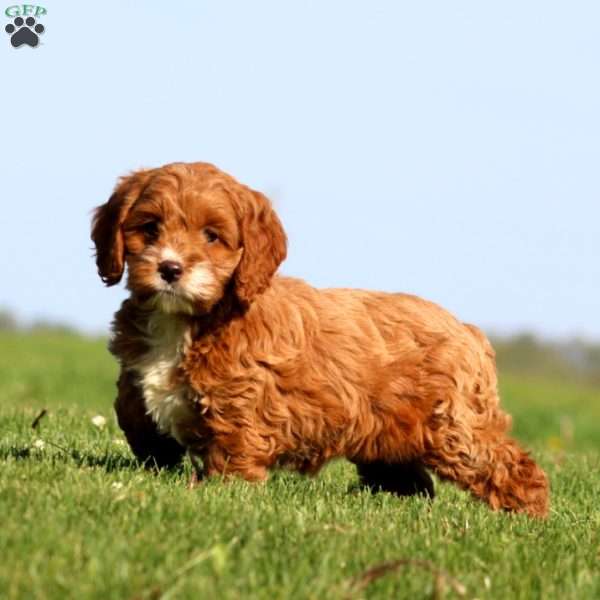 Ava, Cockapoo Puppy