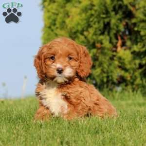 Ava, Cockapoo Puppy
