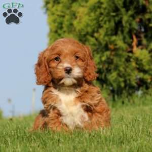 Ava, Cockapoo Puppy