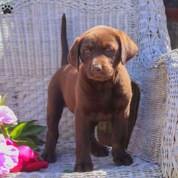 Averman, Chocolate Labrador Retriever Puppy