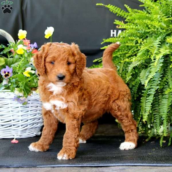 Avery, Goldendoodle Puppy