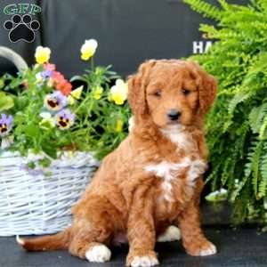 Avery, Goldendoodle Puppy