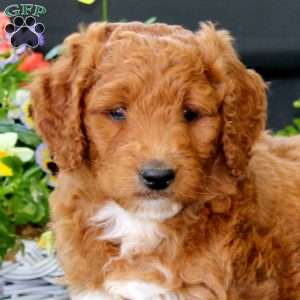 Avery, Goldendoodle Puppy