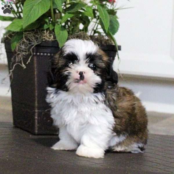 Avery, Shih Tzu Puppy