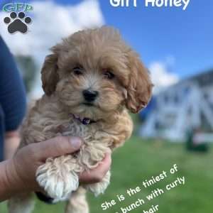 Honey, Cavapoo Puppy
