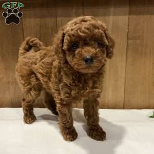 Primrose, Toy Poodle Puppy