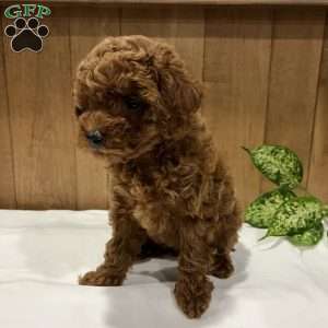 Primrose, Toy Poodle Puppy