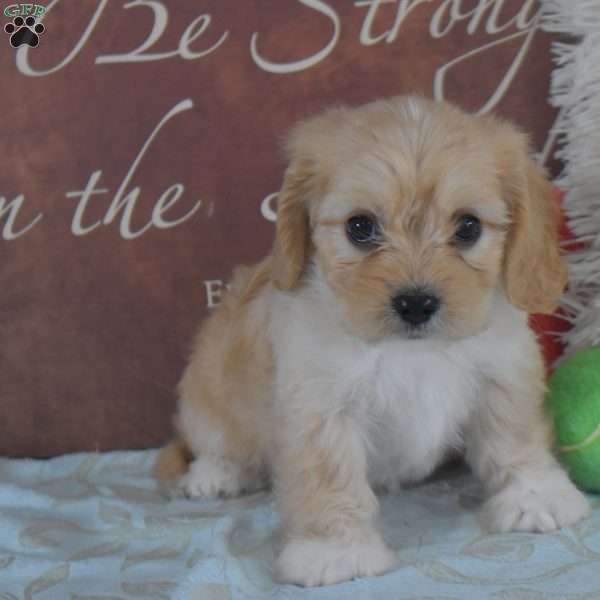 Jada, Cavachon Puppy