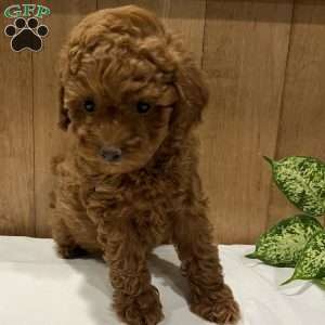 Paisley, Toy Poodle Puppy
