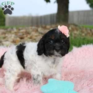 Tinkerbell, Cockapoo Puppy
