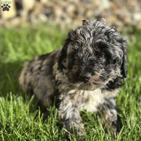 Beast, Mini Bernedoodle Puppy