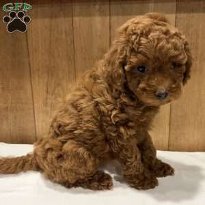 Paisley, Toy Poodle Puppy