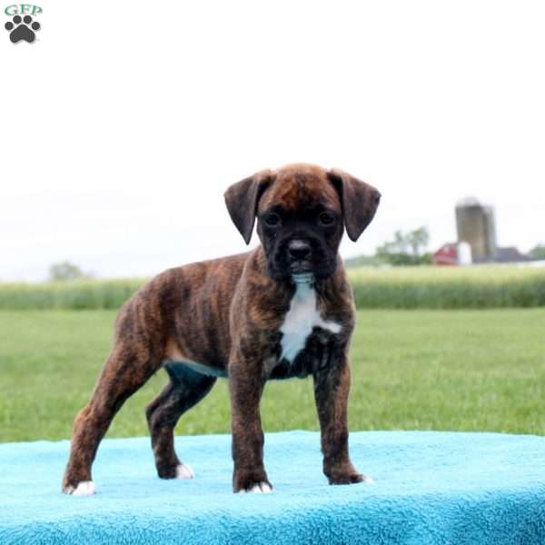 Babe Ruth, Boxer Puppy