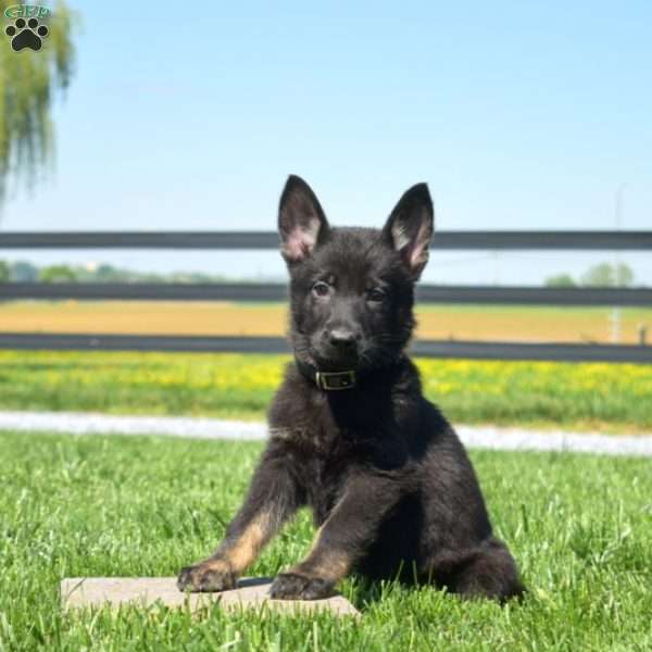 Badger, German Shepherd Puppy