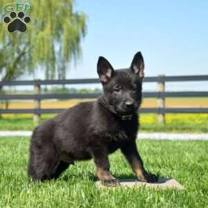 Badger, German Shepherd Puppy