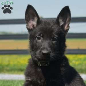 Badger, German Shepherd Puppy