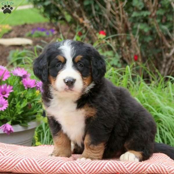Bailey, Bernese Mountain Dog Puppy