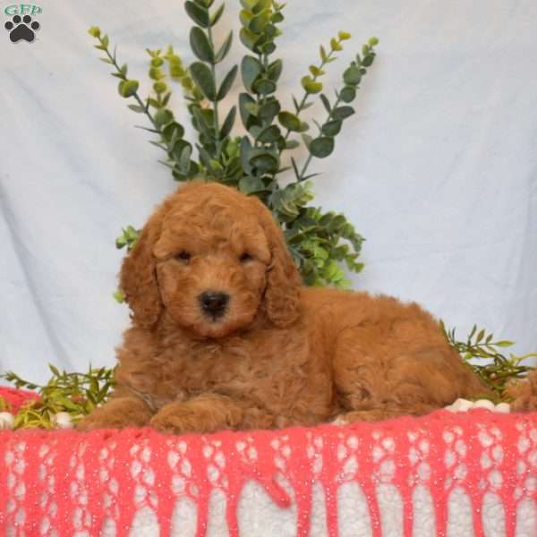 Bailey, Mini Goldendoodle Puppy