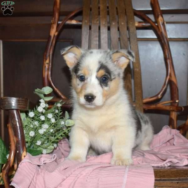 Bailey, Pembroke Welsh Corgi Puppy