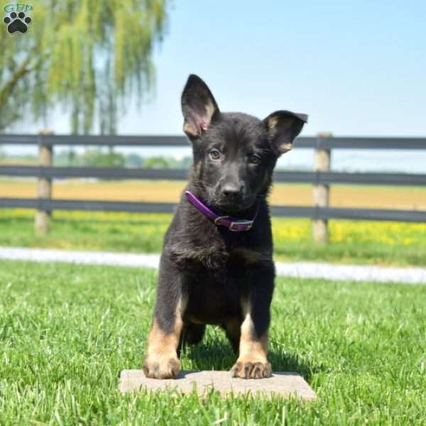 Bailey, German Shepherd Puppy