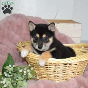 Bailey, Shiba Inu Puppy