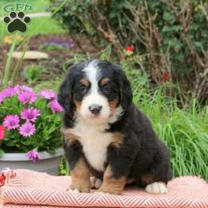 Bailey, Bernese Mountain Dog Puppy