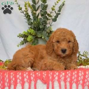 Bailey, Mini Goldendoodle Puppy