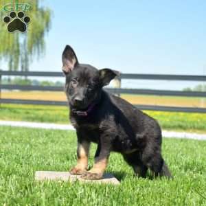 Bailey, German Shepherd Puppy
