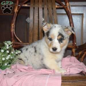 Bailey, Pembroke Welsh Corgi Puppy