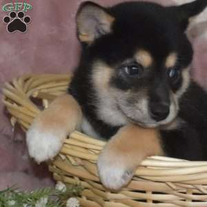 Bailey, Shiba Inu Puppy