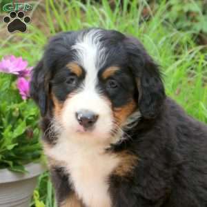 Bailey, Bernese Mountain Dog Puppy