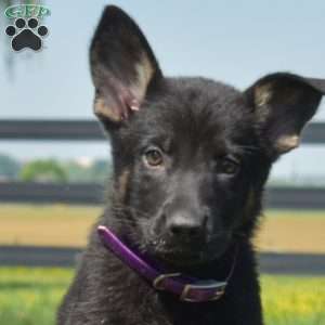 Bailey, German Shepherd Puppy