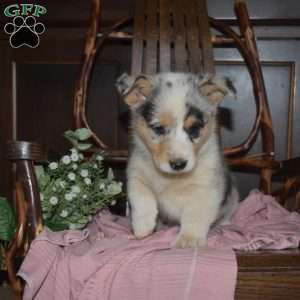 Bailey, Pembroke Welsh Corgi Puppy