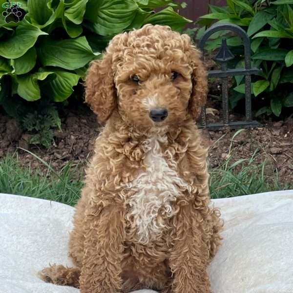 Bailey, Goldendoodle Puppy