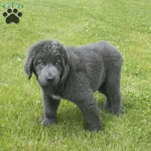 Bambi, Newfoundland Puppy