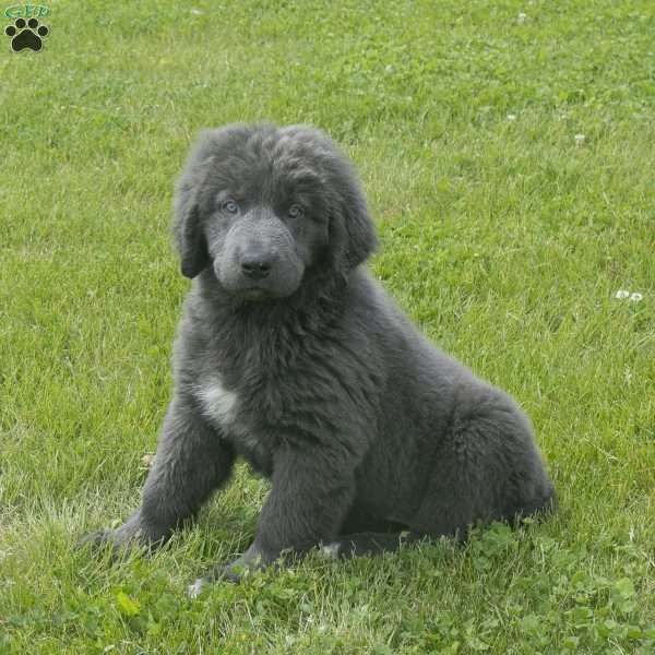Bambi, Newfoundland Puppy