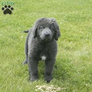Bambi, Newfoundland Puppy