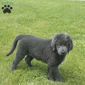 Bambi, Newfoundland Puppy