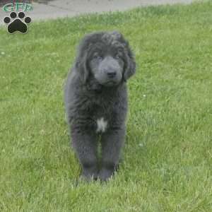 Bambi, Newfoundland Puppy