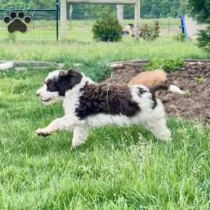 Banda, Goldendoodle Puppy