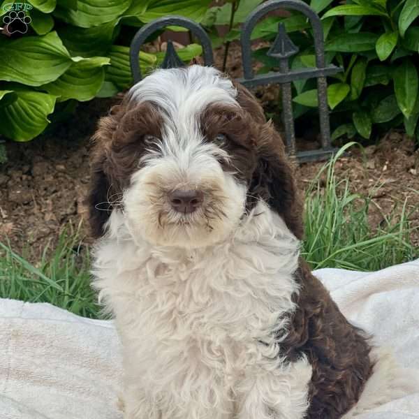 Banda, Goldendoodle Puppy